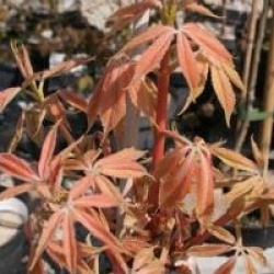 Aesculus x neglecta 'Erythroblastos'