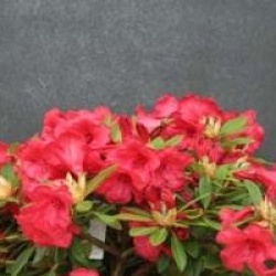 Rhododendron 'Elizabeth'