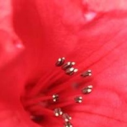 Rhododendron 'Elizabeth'