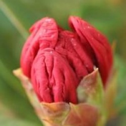 Rhododendron 'Elizabeth'