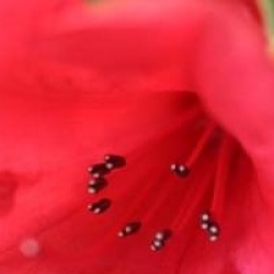 Rhododendron 'Elizabeth'
