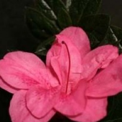 Azal�e du Japon empress