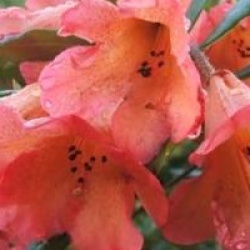 Rhododendron 'Fabia' - Rhododendron hybride Fabia