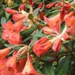 Rhododendron 'Fabia'