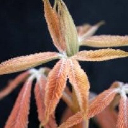 Aesculus x neglecta 'Erythroblastos'