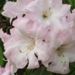 Rhododendron 'Faggetter's Favourite' - Rhododendron Faggetter's Favourite