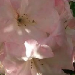 Rhododendron 'Faggetter's Favourite'