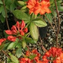 Rhododendron 'Fireball'