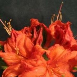 Rhododendron 'Fireball' - Azal�e caduque Fireball