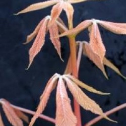 Aesculus x neglecta 'Erythroblastos'