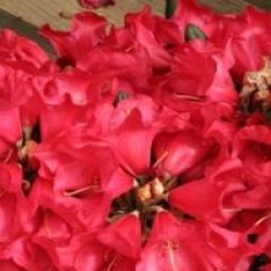 Rhododendron yakushimanum Fred Peste