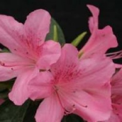 Rhododendron 'Gilbert Mullie' - Azal�e japonaise Gilbert Mullie