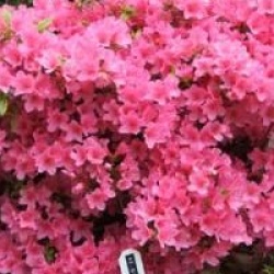 Rhododendron 'Gilbert Mullie'