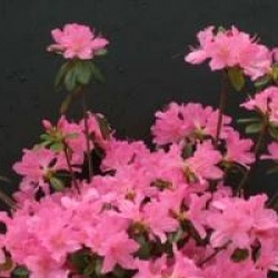 Rhododendron 'Gilbert Mullie'