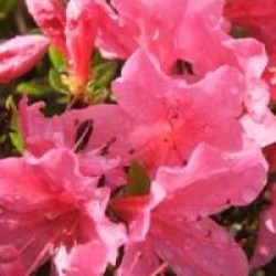 Rhododendron 'Gilbert Mullie'