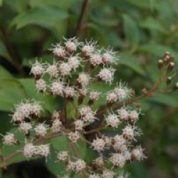Ageratina ligustrina 