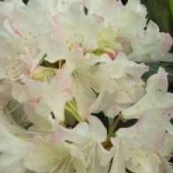 Rhododendron nain Ginny Gee