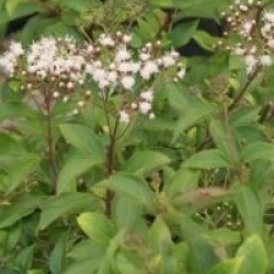 Ageratina ligustrina 