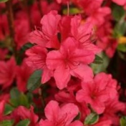 Rhododendron 'Hino-Crimson'