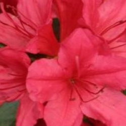 Azal�e japonaise Hino-Crimson