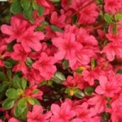 Rhododendron 'Hino-Crimson'