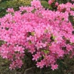 Rhododendron 'Hinomayo' - Azal�e du japon Hinomayo