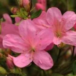 Rhododendron 'Hinomayo'