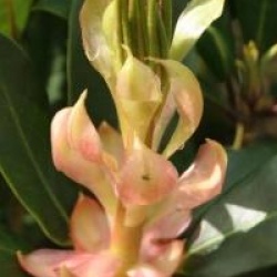 Rhododendron 'Horizon Monarch'