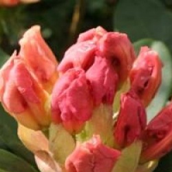 Rhododendron 'Horizon Monarch'