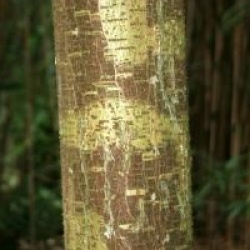 Broussonetia papyrifera 