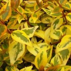 Abelia x grandiflora 'Kaleidoscope' cov 