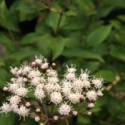 Ageratina ligustrina 