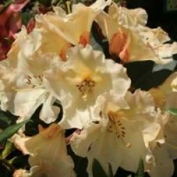Rhododendron hybride Horizon Monarch