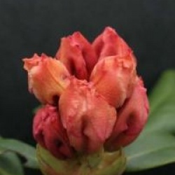 Rhododendron 'Horizon Monarch'