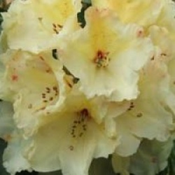 Rhododendron 'Horizon Monarch'