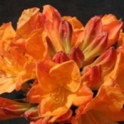 Rhododendron 'Hortulanus H. Witte'