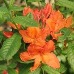 Rhododendron 'Hotspur Red' - Azal�e caduque Hotspur Red