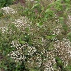 Ageratina ligustrina 
