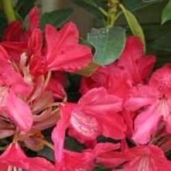 Rhododendron hybride Hugh Koster