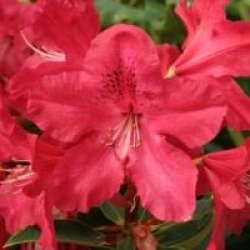 Rhododendron 'Hugh Koster'