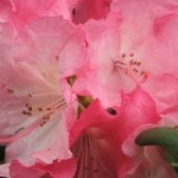 Rhododendron yakushimanum Hydon Hunter