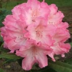 Rhododendron 'Hydon Hunter'