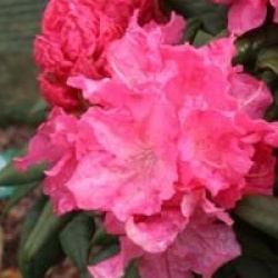 Rhododendron 'Hydon Hunter'