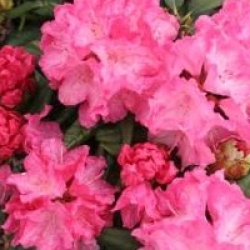 Rhododendron 'Hydon Hunter'