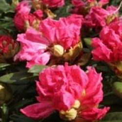 Rhododendron 'Hydon Hunter'