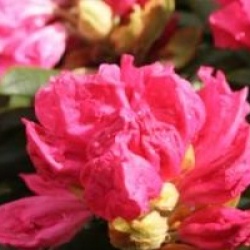 Rhododendron 'Hydon Hunter'