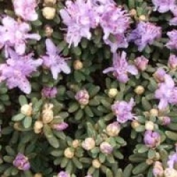 Rhododendron impeditum
