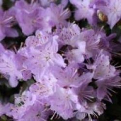 Rhododendron impeditum - Rhododendron nain impeditum
