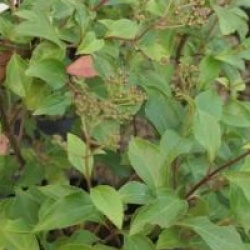Ageratina ligustrina 