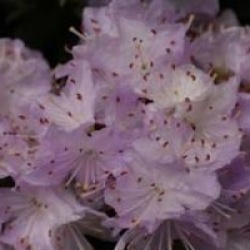 Rhododendron impeditum